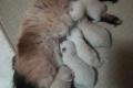 Neva Masquerade Kitten suchen liebes Zuhause