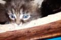 Norwegische Waldkatze Perser Mix Babys