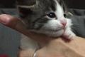 Norwegische Waldkatzen - Baby's - Kitten m.Stammbaum 