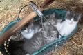 Norwegische Waldkatzenmix Kitten abzugeben