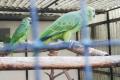 Papagei, Blaustirnamazone