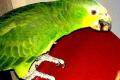 Papagei Venezuela-Amazone