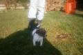 Parson Jack Russell Terrier Spitz mischlinge