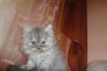 Perser Baby Katzen