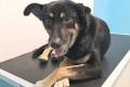 Peter, a.d.Tierschutz, sucht Happy-Home