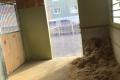 Pferdeboxe in Unteregg, Bischofszell zu vermieten