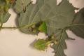 Phyllium Giganteum / Wandelndes Blatt, Jungtiere