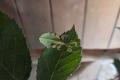 Phyllium Giganteum / Wandelndes Blatt, Jungtiere