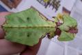 Phyllium Giganteum / Wandelndes Blatt, Jungtiere