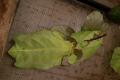 Phyllium Giganteum / Wandelndes Blatt, Jungtiere