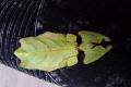 Phyllium Giganteum / Wandelndes Blatt, Jungtiere
