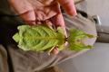 Phyllium Giganteum / Wandelndes Blatt, Jungtiere