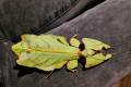 Phyllium Giganteum / Wandelndes Blatt, Jungtiere