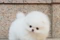 Pomeranian Zwergs...