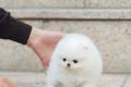 Pomeranian Zwergspitz Welpen
