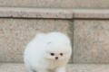 Pomeranian Zwergspitz Welpen