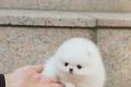 Pomeranian Zwergspitz Welpen