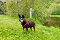 Prager Rattler gesucht