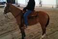 Quarter Horse Wallach, 5 jährige