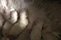 Ragdoll Babys
