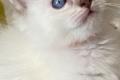 Ragdoll Babys