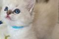 Ragdoll Babys