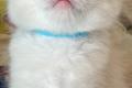 Ragdoll Babys
