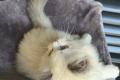 Ragdoll-Dame Darling sucht ihr liebevolles Zuhause
