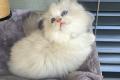 Ragdoll-Dame Darling sucht ihr liebevolles Zuhause
