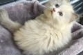 Ragdoll-Dame Darling sucht ihr liebevolles Zuhause