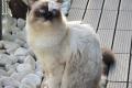 Ragdoll-Dame Mini sucht ihr Für-immer-Zuhause