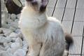 Ragdoll-Dame Mini sucht ihr Für-immer-Zuhause