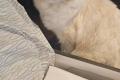 Ragdoll-Dame Mini sucht ihr Für-immer-Zuhause
