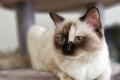 Ragdoll-Dame Mini sucht ihr Für-immer-Zuhause