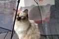 Ragdoll-Dame Mini sucht ihr Für-immer-Zuhause