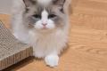 Ragdoll Kater- er...
