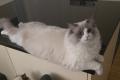 Ragdoll Kater- erwachsen- (zukünftiger Deckkater)