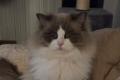 Ragdoll Kater- erwachsen- (zukünftiger Deckkater)
