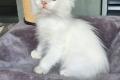Ragdoll Kater Fire mit Stammbaum