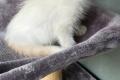 Ragdoll Kater Fire mit Stammbaum