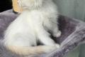 Ragdoll Kater Fire mit Stammbaum