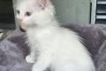 Ragdoll Kater Fire mit Stammbaum