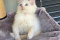Ragdoll Kater Fire mit Stammbaum