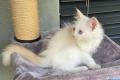 Ragdoll Kater Fire mit Stammbaum