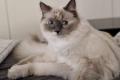 Ragdoll Katze Mercedes sucht ein liebevolles Zuhause