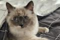 Ragdoll Katze Mercedes sucht ein liebevolles Zuhause