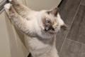 Ragdoll Katze Mercedes sucht ein liebevolles Zuhause