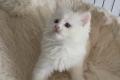 Ragdoll Kiten mit Stammbaum zu verkaufen