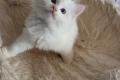 Ragdoll Kiten mit Stammbaum zu verkaufen