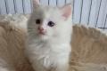 Ragdoll Kiten mit Stammbaum zu verkaufen